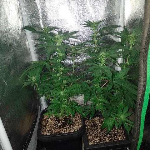 Purple Punch growlog timeline photo