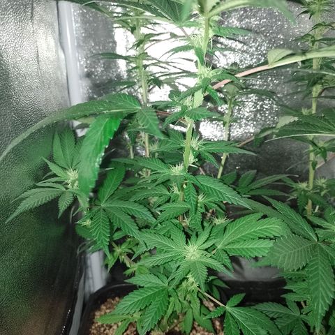 Purple Punch growlog timeline photo