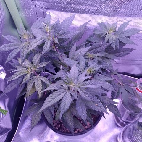 Purple Punch growlog timeline photo