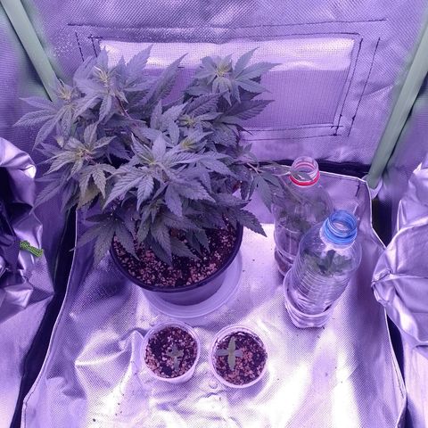 Purple Punch growlog timeline photo