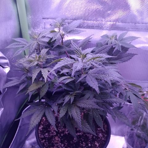 Purple Punch growlog timeline photo