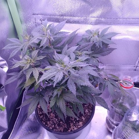 Purple Punch growlog timeline photo