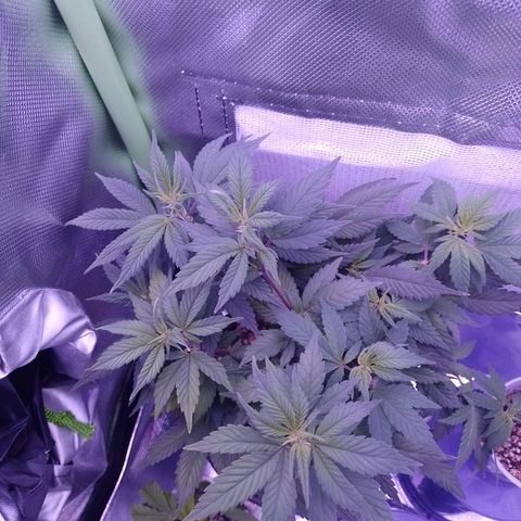 Purple Punch growlog timeline photo