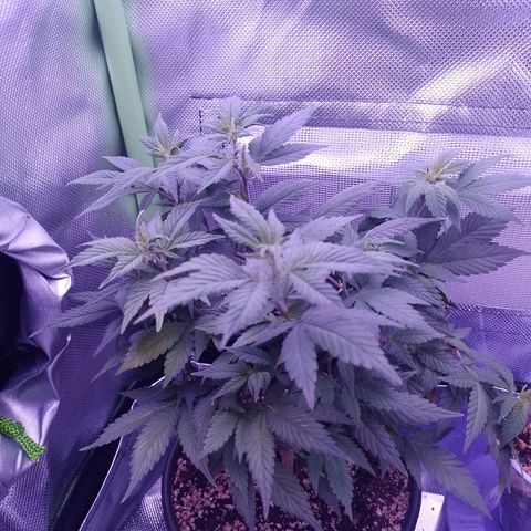 Purple Punch growlog timeline photo