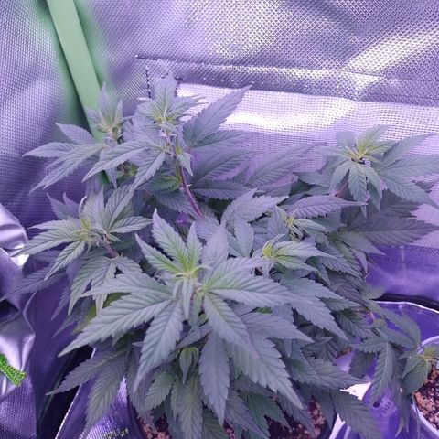 Purple Punch growlog timeline photo