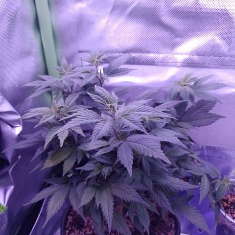Purple Punch growlog timeline photo