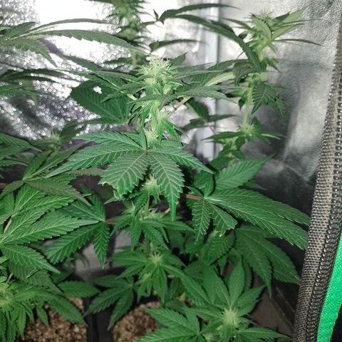 Purple Punch growlog timeline photo