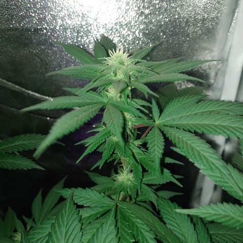 Purple Punch growlog timeline photo