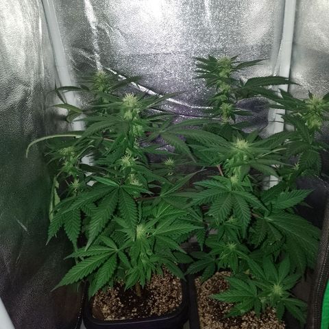Purple Punch growlog timeline photo