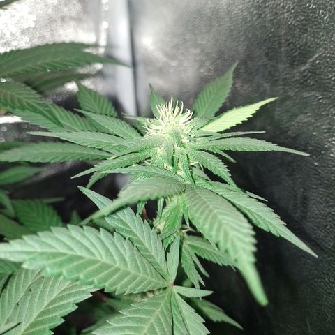 Purple Punch growlog timeline photo