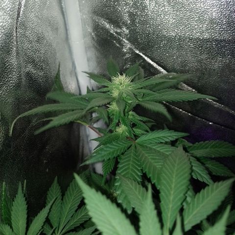 Purple Punch growlog timeline photo