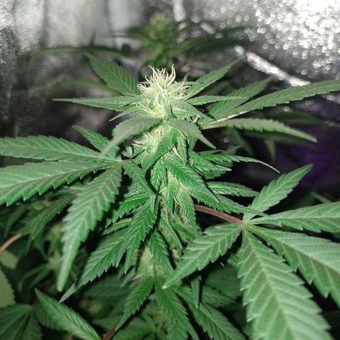 Purple Punch growlog timeline photo