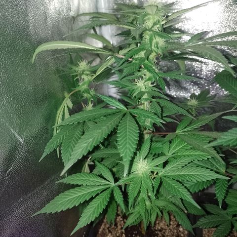 Purple Punch growlog timeline photo