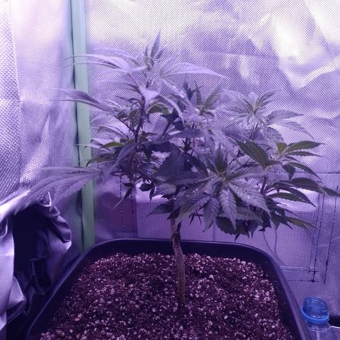 Purple Punch growlog timeline photo
