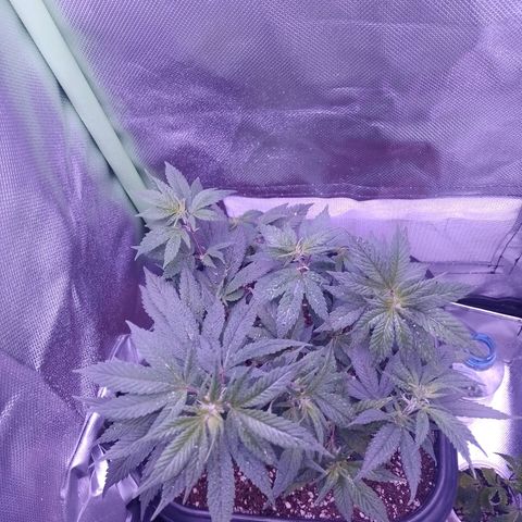 Purple Punch growlog timeline photo