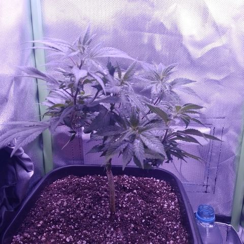 Purple Punch growlog timeline photo