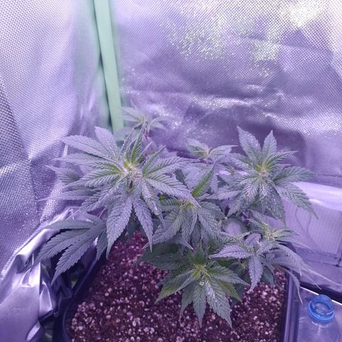 Purple Punch growlog timeline photo