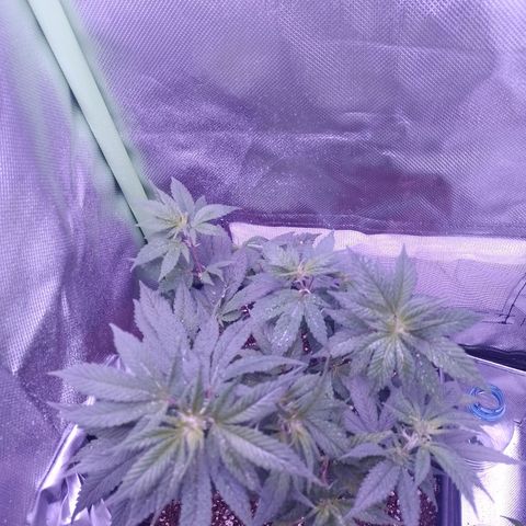 Purple Punch growlog timeline photo