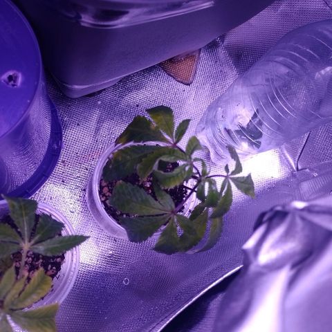 Sweet Cherry Pie growlog timeline photo