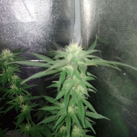 Purple Punch growlog timeline photo