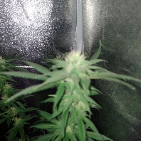 Purple Punch growlog timeline photo