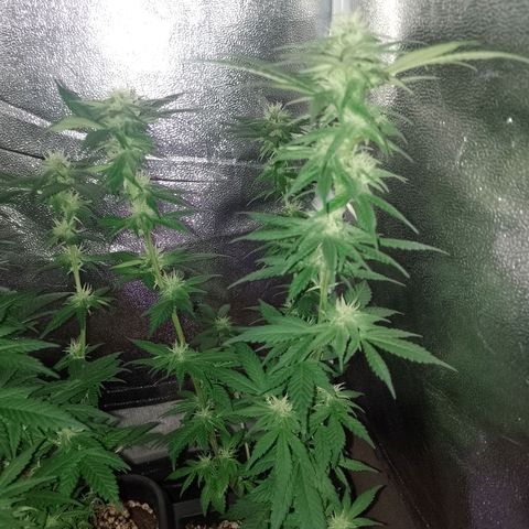Purple Punch growlog timeline photo