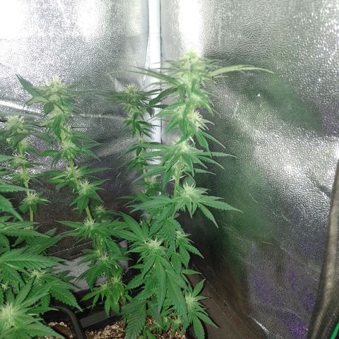 Purple Punch growlog timeline photo