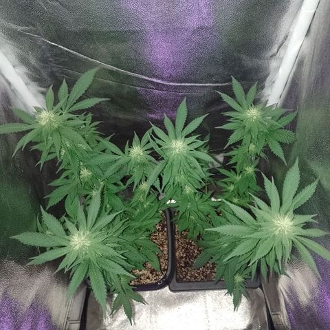 Purple Punch growlog timeline photo