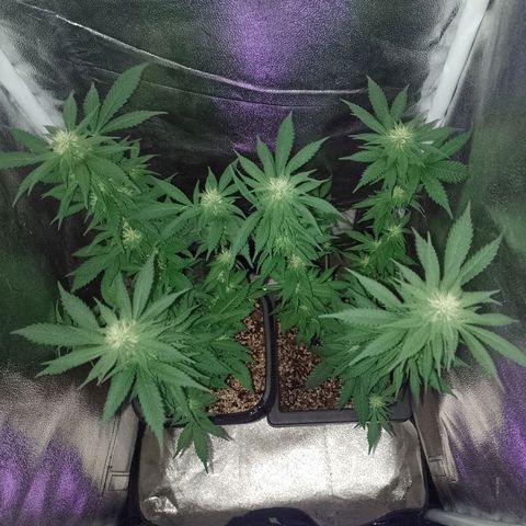 Purple Punch growlog timeline photo