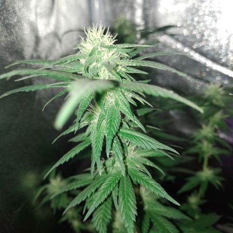 Purple Punch growlog timeline photo