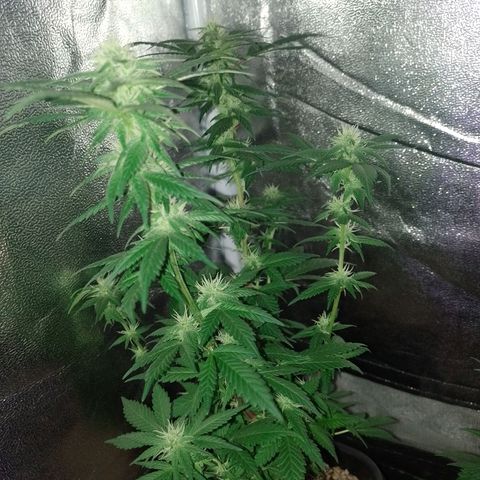 Purple Punch growlog timeline photo