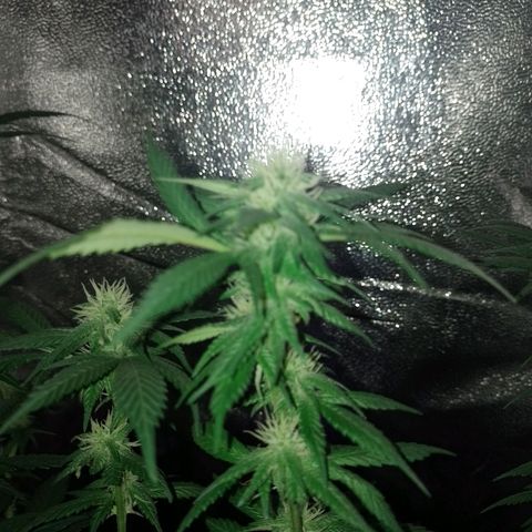 Purple Punch growlog timeline photo