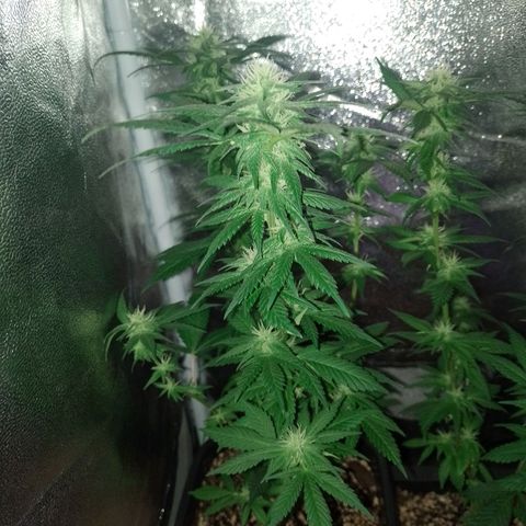 Purple Punch growlog timeline photo