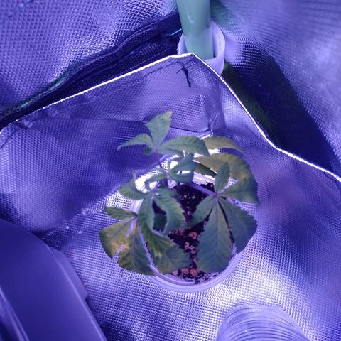 Sweet Cherry Pie growlog timeline photo
