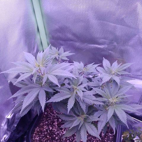 Purple Punch growlog timeline photo