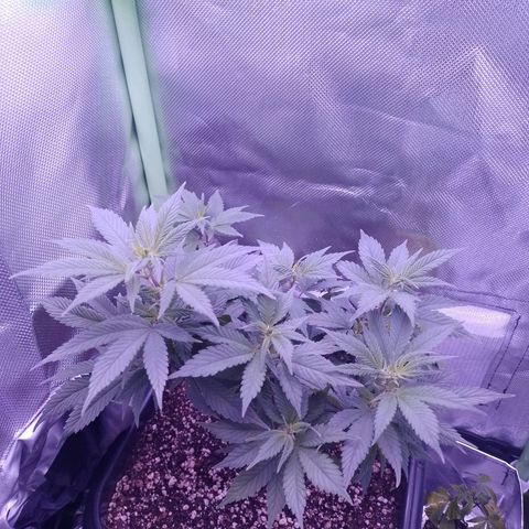 Purple Punch growlog timeline photo