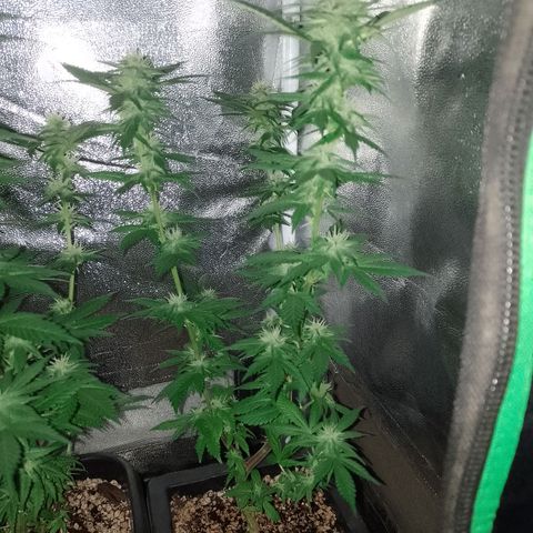 Purple Punch growlog timeline photo