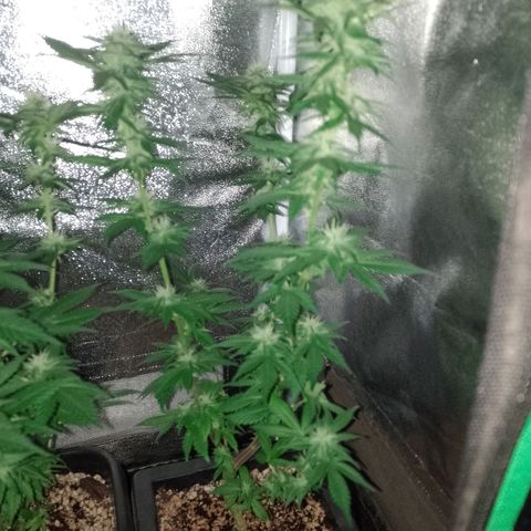 Purple Punch growlog timeline photo