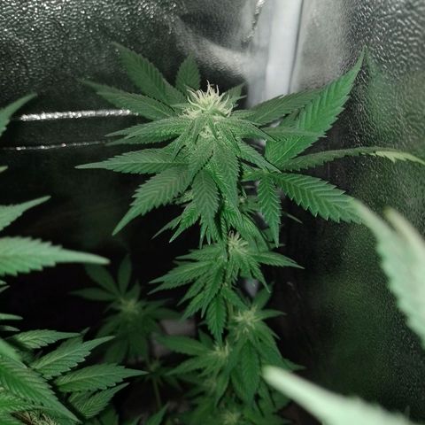 Purple Punch growlog timeline photo