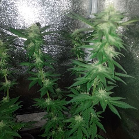 Purple Punch growlog timeline photo