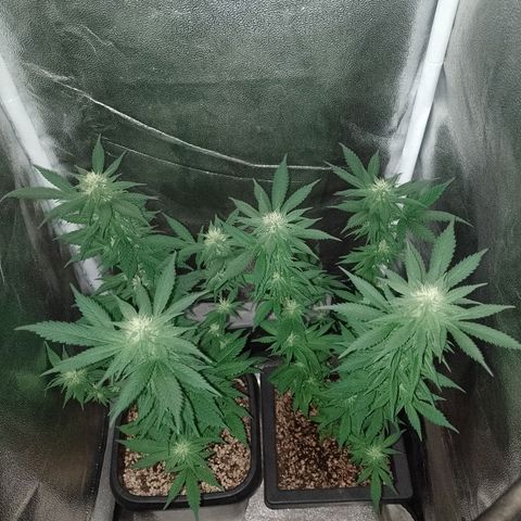 Purple Punch growlog timeline photo