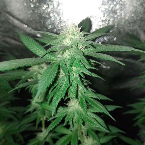Purple Punch growlog timeline photo