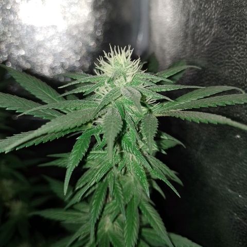 Purple Punch growlog timeline photo