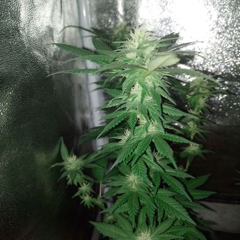 Purple Punch growlog timeline photo