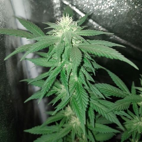Purple Punch growlog timeline photo