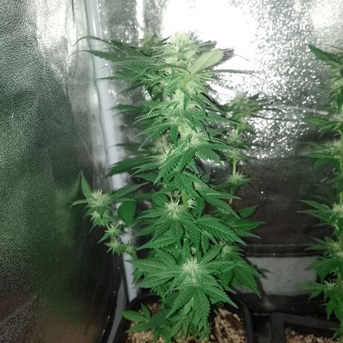 Purple Punch growlog timeline photo