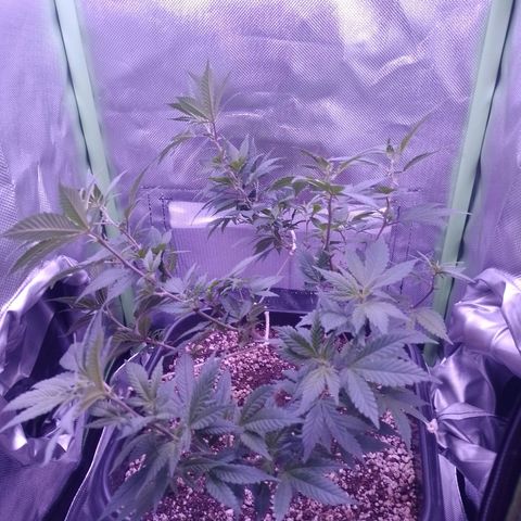Purple Punch growlog timeline photo
