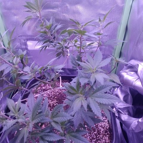 Purple Punch growlog timeline photo