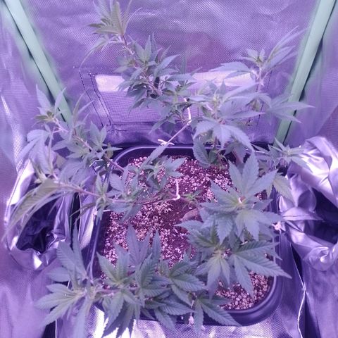 Purple Punch growlog timeline photo