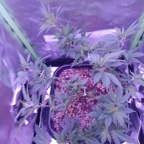 Purple Punch growlog timeline photo